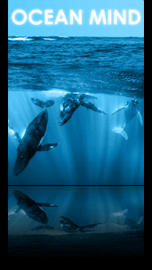 Ocean Mind