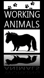 Working Animals